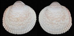 Dallocardia manueli