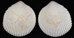 Acrosterigma cygnorum