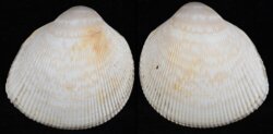 Fulvia tenuicostata