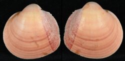 Nemocardium bechei