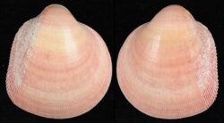 Nemocardium bechei