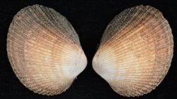 Maoricardium setosum