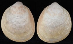 Laevicardium crassum