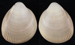 Laevicardium oblongum