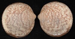 Glycymeris glycymeris