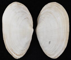 Mya arenaria