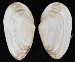 Mya arenaria