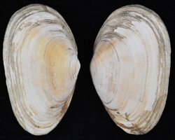 Mya arenaria