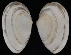 Mya arenaria