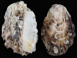 Magallana angulata