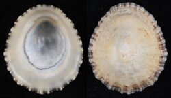 Patella vulgata fma conica