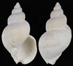 Buccinum undatum