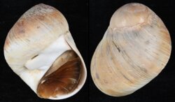 Glossaulax reclusiana