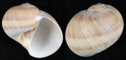 Natica vitellus