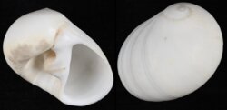 Polinices albumen