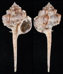 Haustellum kurodai
