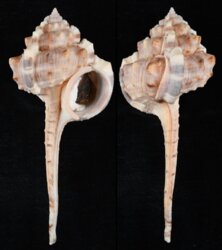 Haustellum kurodai