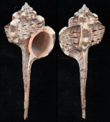 Haustellum haustellum