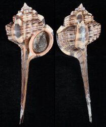 Haustellum haustellum