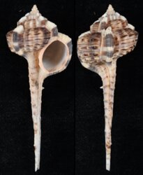 Haustellum haustellum