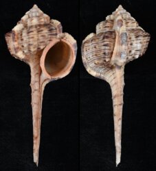 Haustellum haustellum