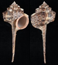 Haustellum haustellum