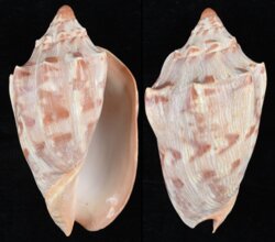 Cymbiola aulica
