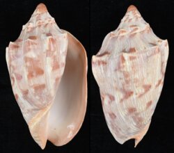 Cymbiola aulica