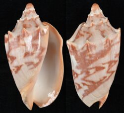 Cymbiola aulica