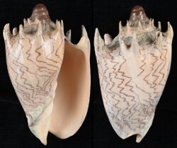Cymbiola imperialis fma robinsona