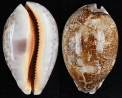 Leporicypraea rosea ultraviola