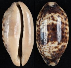 Chelycypraea testudinaria