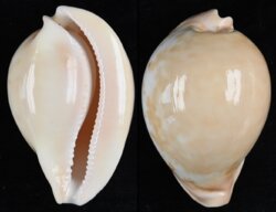 Umbilia armeniaca armeniaca