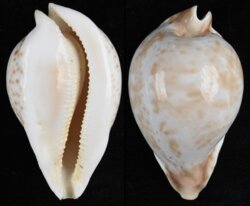 Umbilia hesitata hesitata