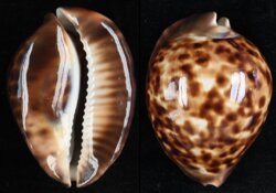 Zoila thersites thersites