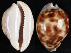 Zoila venusta roseopunctata