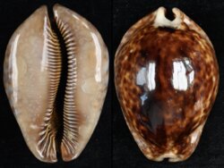 Trona stercoraria