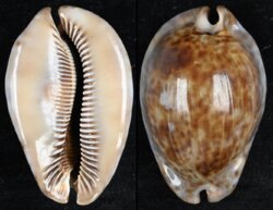 Trona stercoraria