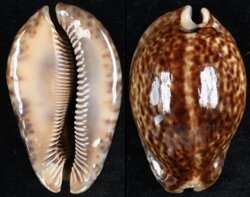 Trona stercoraria