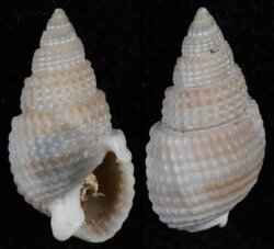Nassarius trivittatus