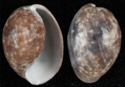 Bulla vernicosa