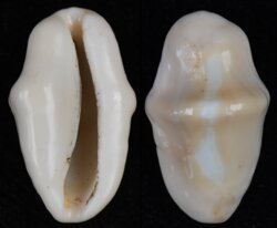 Cyphoma gibbosum