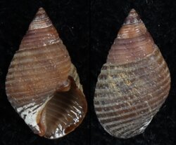 Supplanaxis obsoletus