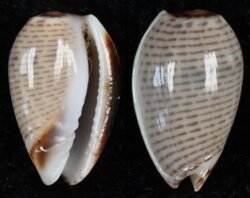 Persicula imbricata