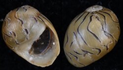 Clithon oualaniense