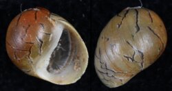Clithon oualaniense