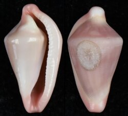 Dentiovula horai