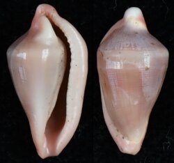 Dentiovula horai