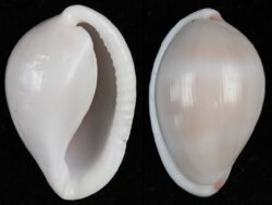 Prionovolva wilsoniana