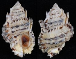 Bursa tuberosissima